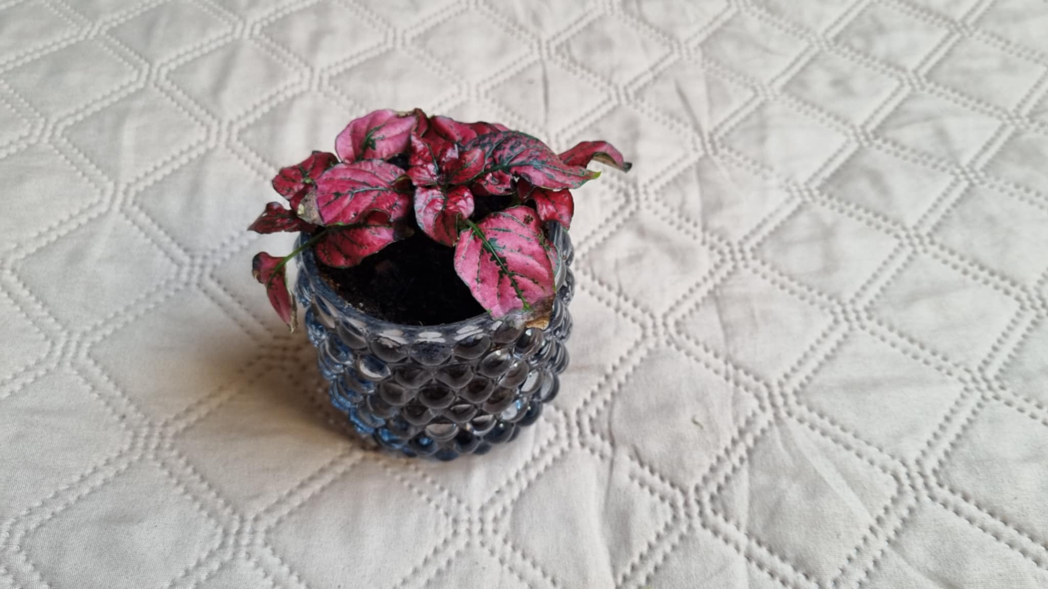 Hypoestes phyllostachya Baker Image 2